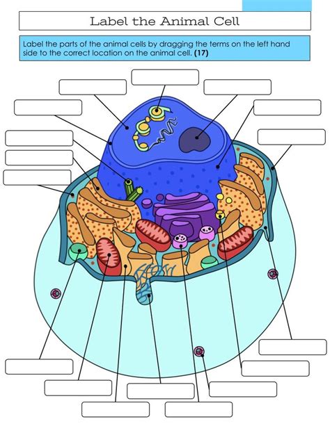 Label An Animal Cell Diagram Quizlet
