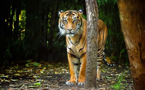 Tigres Guía De Especies Información Galerías De Fotos Y Recursos