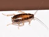 Nymph Cockroach Images