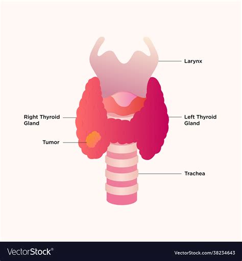 Thyroid Gland And Larynx Diagram Royalty Free Vector Image