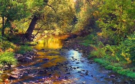 Forest Creek Stones Autumn River Leaves Tree Landscape Hd