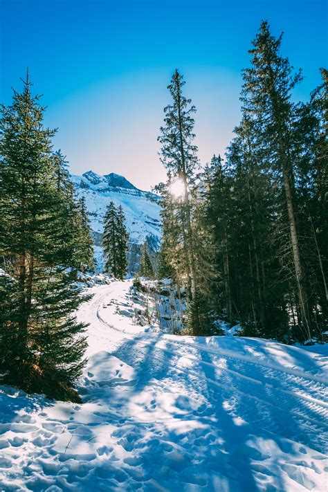 Download Wallpaper 4000x6000 Winter Forest Snow Trees Path Turn Hd Background