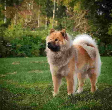 13 Big Fluffy Dog Breeds That Are Absolutely Amazing Page 9 Of 13