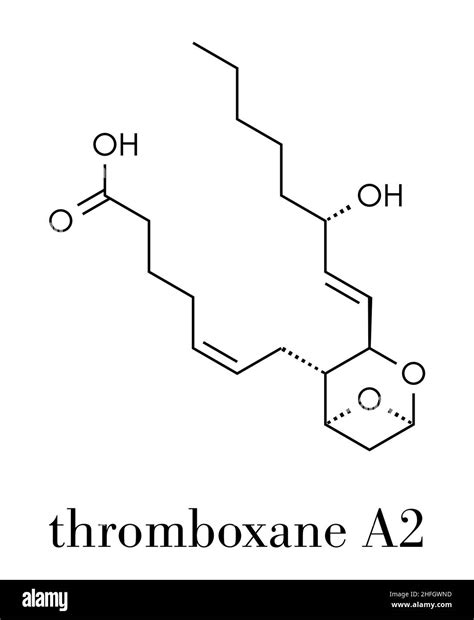 Thromboxane A2 Txa2 Molecule Skeletal Formula Stock Vector Image