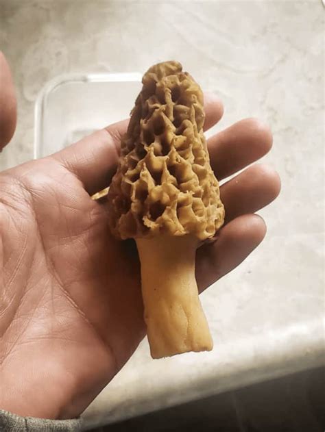 Morel Mushrooms Hunting In Ohio