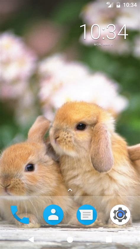 cute bunny hd wallpapers amazon es appstore for android