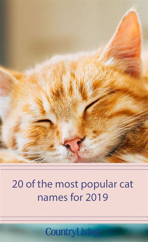 The 20 Most Popular Cat Names Of 2019 Most Popular Cat Names Cat