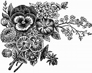 Free Black And White Flower Png, Download Free Black And White Flower ...