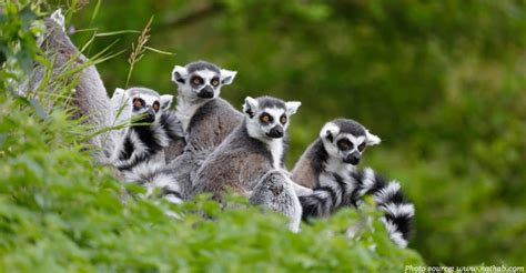 Deze kleurrijke halfapen komen alleen op dit afrikaanse eiland voor, net als veel andere dieren en planten hier. Interesting facts about Madagascar | Just Fun Facts