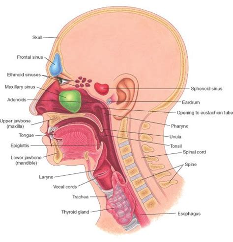 Clinically, surface anatomy is used to split the neck into anterior and posterior triangles which provide clues as to the location of specific structures. Figures | Throat anatomy, Maxillary sinus, Head anatomy