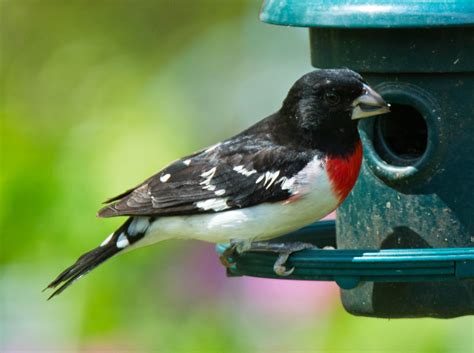 The song can last 6 seconds and consist of 20 notes or syllables. Birds of Raymondale, Falls Church, VA: Rose-breasted ...