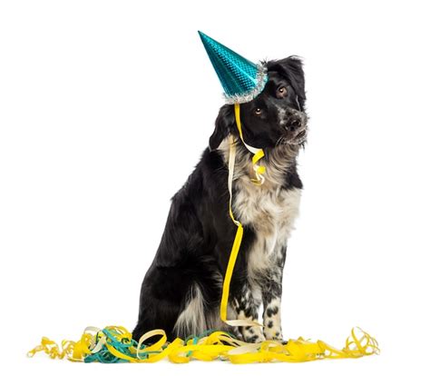 Premium Photo Border Collie Wearing A Party Hat And Sitting In