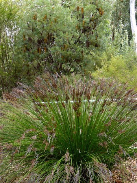 An Australian Native Grass On Display At The National Botanical Gardens