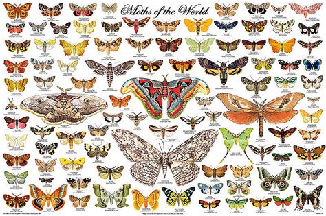 British Day Flying Moths Identification Guide Fsc Moths Guide