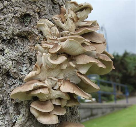 Wild fruit trees occur throughout north america, with many belonging to the rose family, such as the identification of these wild fruit trees is possible when you acquaint yourself with the varying. Wild Oyster Mushroom Identification - All Mushroom Info