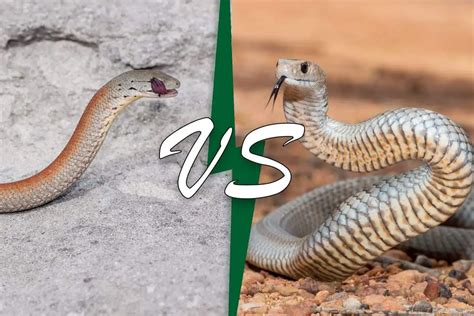 Legless Lizard Vs Snake 10 Differences Wildlife Informer