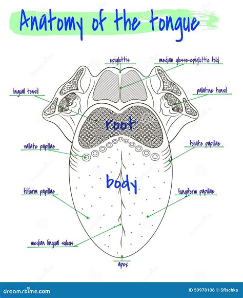 Anatomy Of The Human Tongue Stock Vector Image 59978106