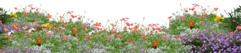 Download Crop Image Photoshop Elements Overlays Wildflowers