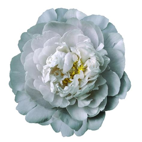 White Peony Flower On White Isolated Background With Clipping Path