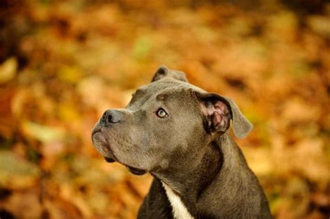 What exactly is a pit bull? Pit Bull Breeds and Types - With Pictures
