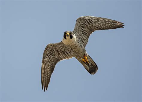 Rockford Names the Peregrine Falcon its Official City Bird - Sinnissippi Audubon