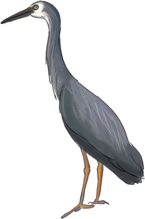 Heron Download Png Image Great Blue Heron Clipart Large Size Png