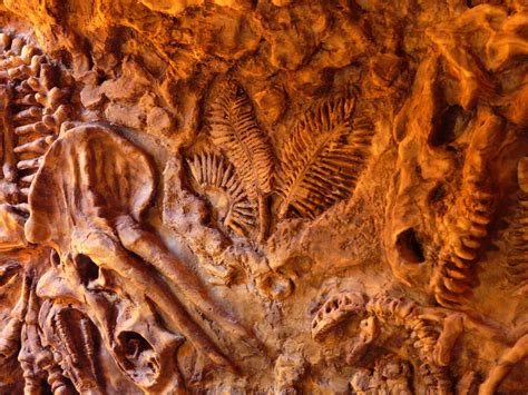Fossil Wallpapers Top Free Fossil Backgrounds Wallpaperaccess