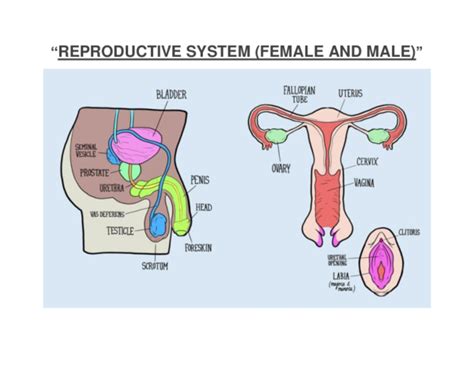 Parts Of Male And Female Reproductive System Reproductive Female Male