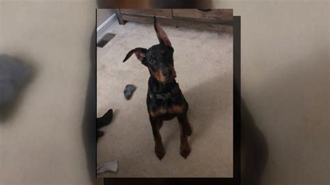 Man Charged With Abusing Doberman Puppy In Severn Wbff