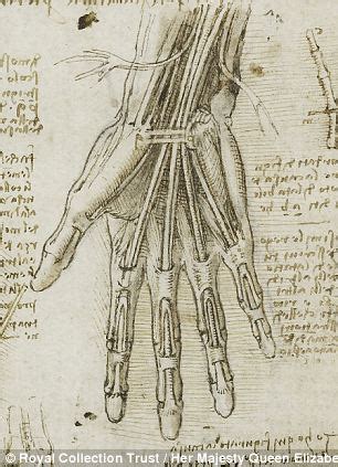 Leonardo Da Vinci Human Anatomy