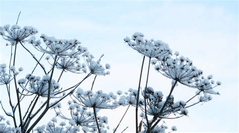 17 Best Images About Umbellifers On Pinterest Gardens Queen Anne And
