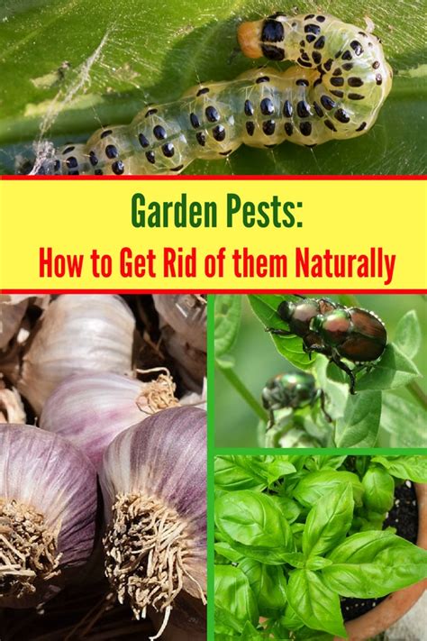 How To Keep Garden Pests Out Of Your Garden Natalie Linda