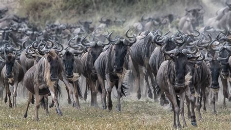 3 Days Serengeti Wildebeest Migration Safari Wildebeest Migration