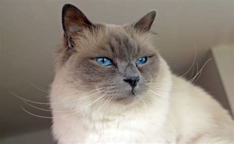Birman Kittens For Sale And Cats For Adoption Sweetie