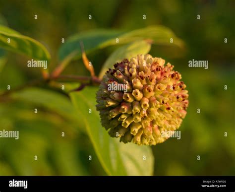 Button Bush Cephalanthus Occidentalis Stock Photo Alamy