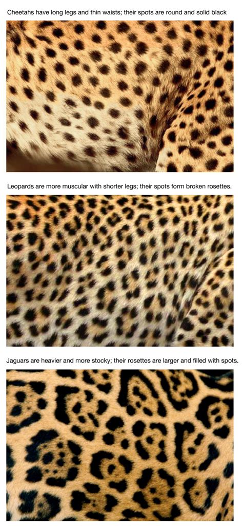 How To Tell The Difference Between Cheetah Leopard And Jaguar By Their