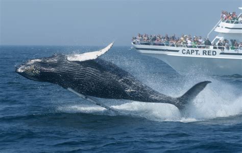 10 Best Whale Watching Tours Around The World With Map Touropia