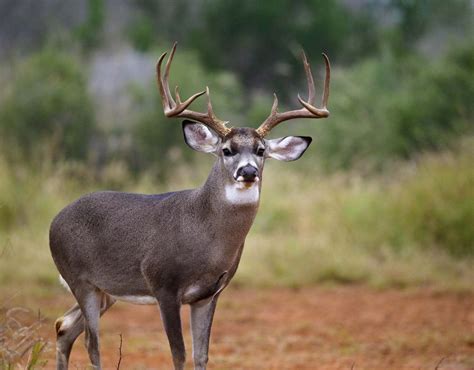 Hunting Deer In Texas Guide When Where And How Onx Hunt
