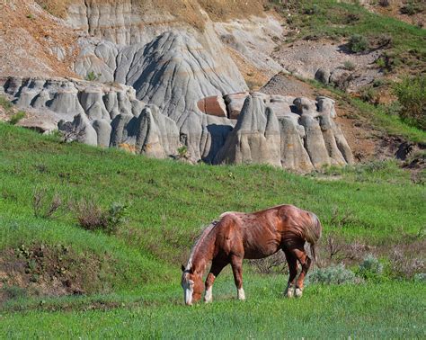 Wild Horse Grazing Theodore Roosevelt National Park Photograph By