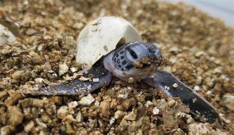 How To Hatch Painted Turtle Eggs If Accepted The Female Responds By