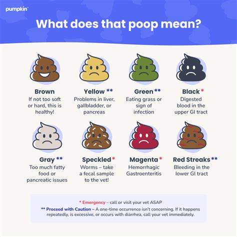 The Ultimate Guide To Dog Poop Health — Pumpkin®