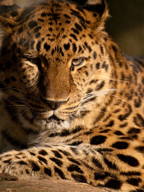 Amur Leopard Portrait Of An Amur Leopard At Marwell Zoo Pe Flickr