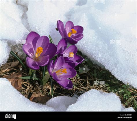 Blossoming Crocuses Crocus Spring Snow Melt Stock Photo Alamy