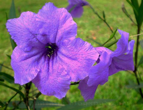 Di bawah ini telah kami rangkumkan lima nama bunga terindah dan termahal di dunia. Nama-Nama Bunga Di Malaysia