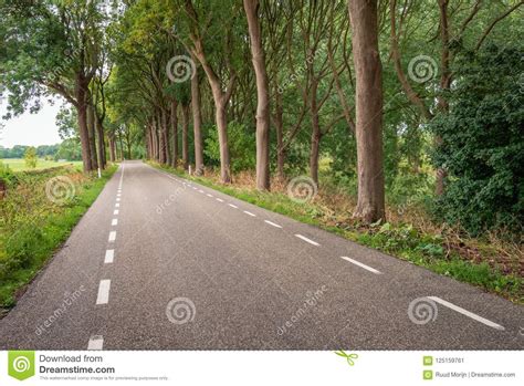 Long Asphalt Road With Tall Trees On Both Sides Stock Image Image Of