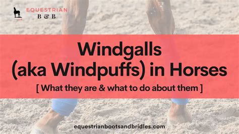 Windgalls Aka Windpuffs In Horses Symptoms Treatment And More