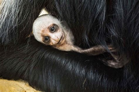 Cute Rare Baby Monkey Born In Worlds Oldest Zoo Viraltab