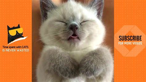 My Heart Is Melting 😍 Cute Cats Video 2019 Youtube