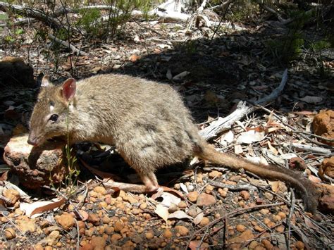 Marsupial Mimic Seeds Sandalwood The West Australian