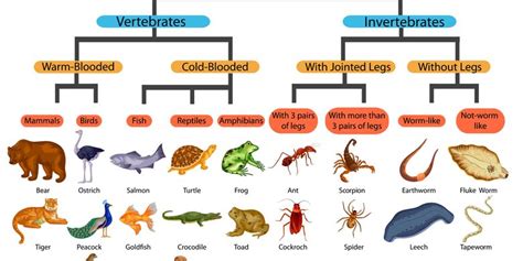 Klasifikasi Vertebrata Dan Invertebrata Ciri Peranan Dan Contoh Riset